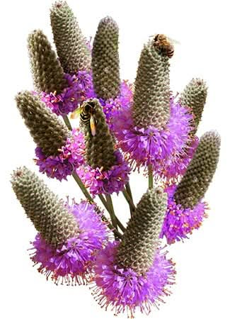 Purple Prairie Clover Seeds For Planting (Dalea purpurea)