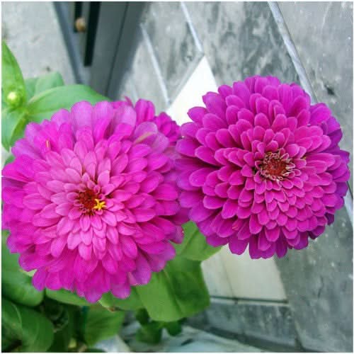 Purple Prince Zinnia Seeds For Planting (Zinnia elegans)