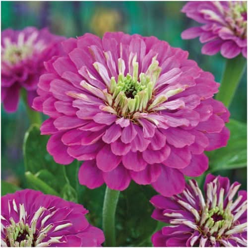 Purple Prince Zinnia Seeds For Planting (Zinnia elegans)