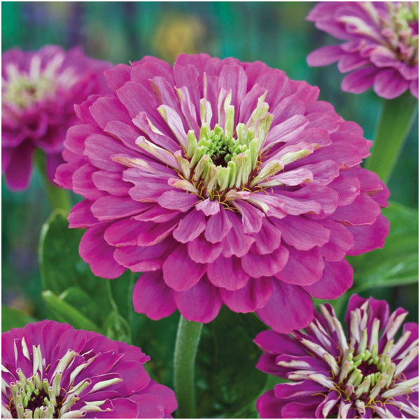 Zinnia Cut Flower Seed Packet Collection