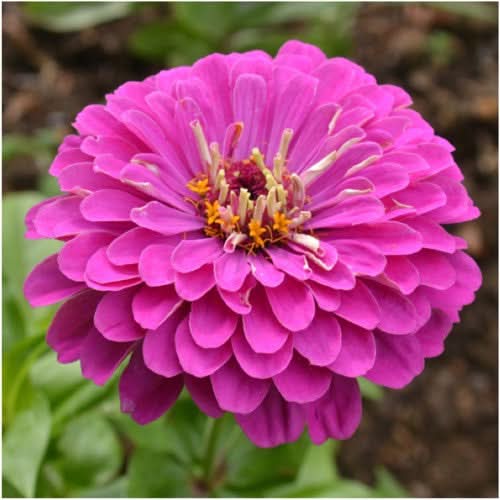 Purple Prince Zinnia Seeds For Planting (Zinnia elegans)