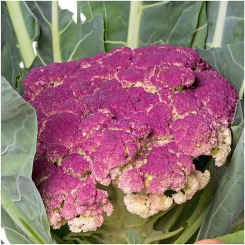Purple Sicily Cauliflower Seeds For Planting (Brassica oleracea botrytis)