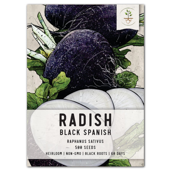 black spanish radish seeds for planting