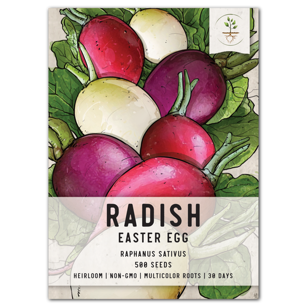 Easter Egg Radish Seeds For Planting (Raphanus sativus)