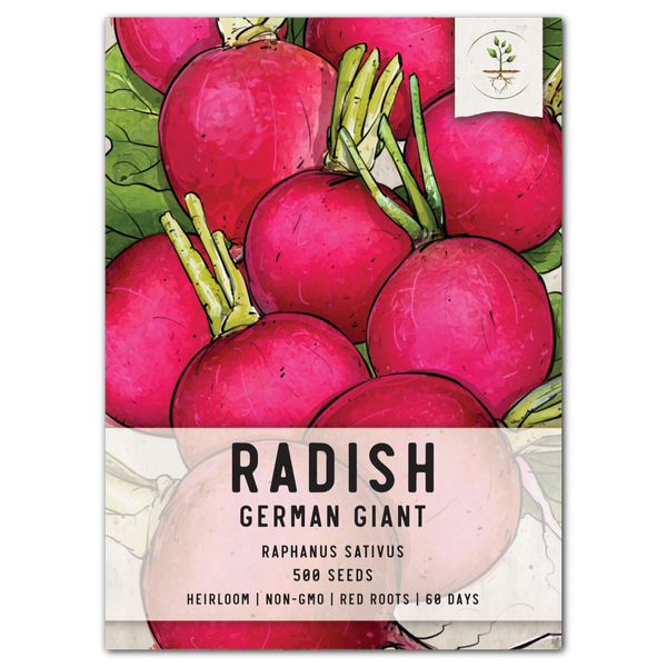 German Giant Radish Seeds For Planting (Raphanus sativus)