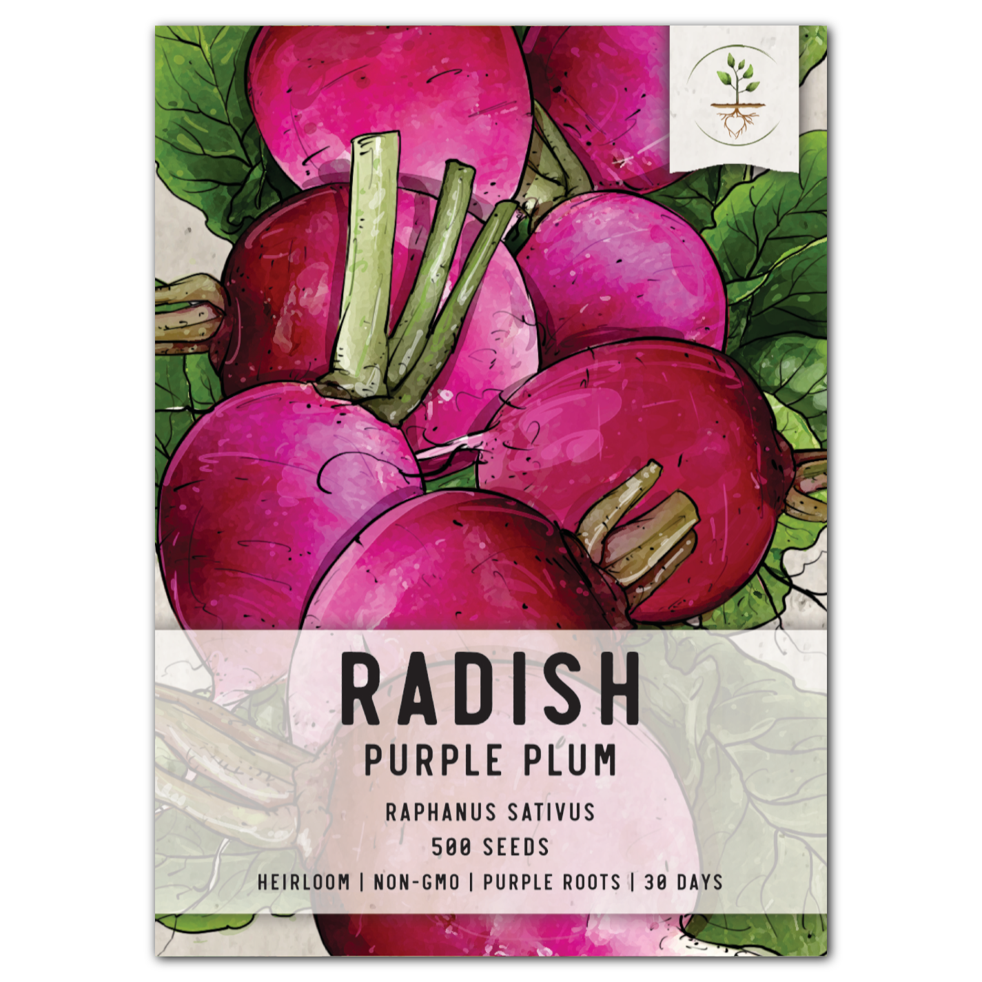 purple plum radish seeds for planting