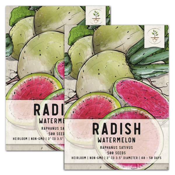 Watermelon Radish Seeds For Planting (Raphanus sativus)