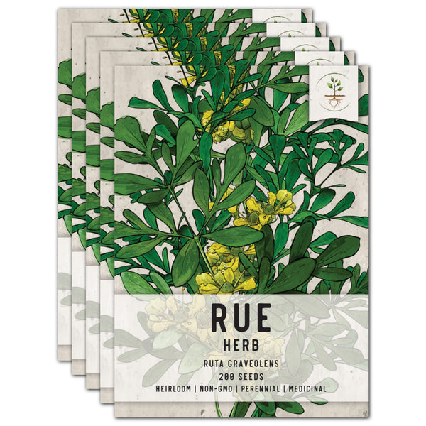 Rue Herb Seeds For Planting (Ruta graveolens)