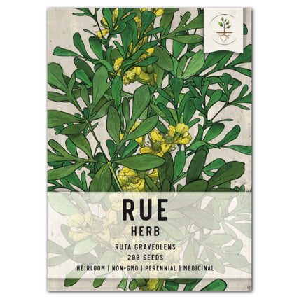 Rue Herb Seeds For Planting (Ruta graveolens)