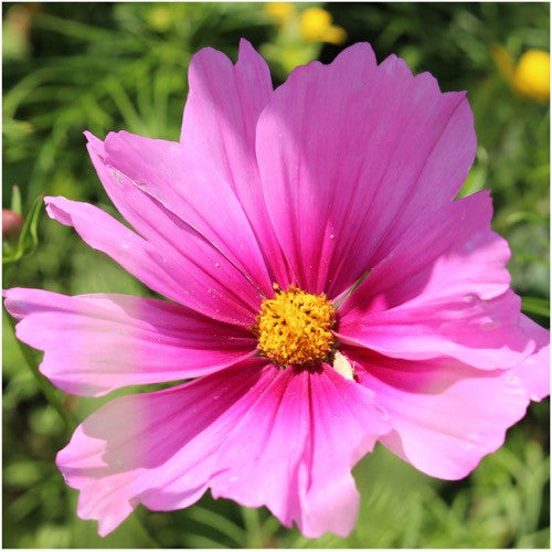 radiance cosmos wildflower seeds for planting