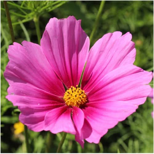 Radiance Cosmos Seeds For Planting (Cosmos bipinnatus)