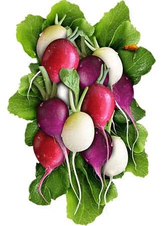 Easter Egg Radish Seeds For Planting (Raphanus sativus)