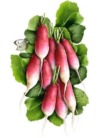 French Breakfast Radish Seeds For Planting (Raphanus sativus)