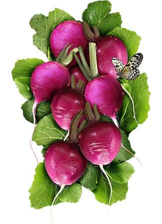 Purple Plum Radish Seeds For Planting (Raphanus sativus)