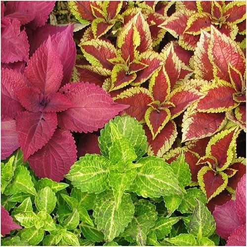 rainbow blend coleus seeds for planting