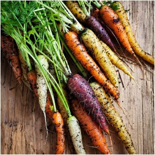 rainbow carrot seeds for planting