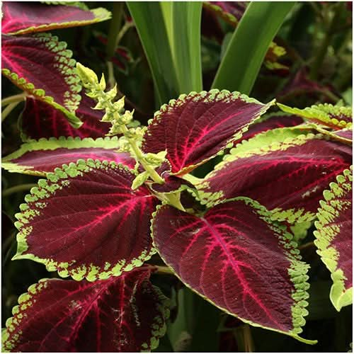 rainbow blend coleus seeds for planting