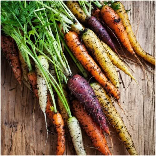 Rainbow Carrot Seeds For Planting (Daucus carota)