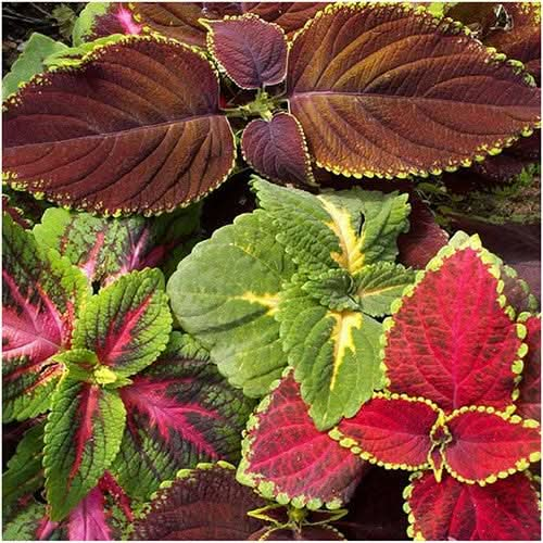 rainbow blend coleus seeds for planting