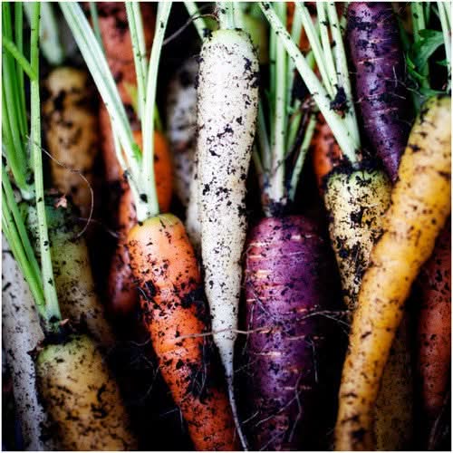 Rainbow Carrot Seeds For Planting (Daucus carota)