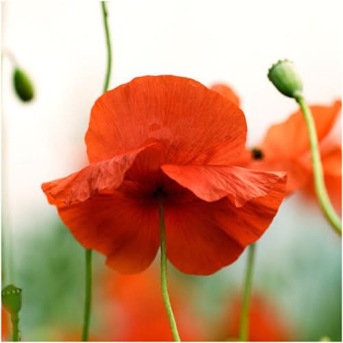 red poppy