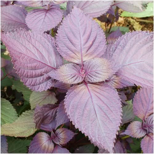 red shiso herb seeds for planting