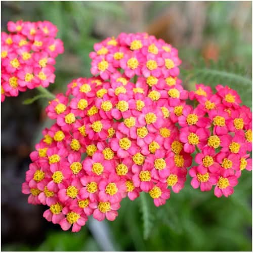 red yarrow seeds for planting