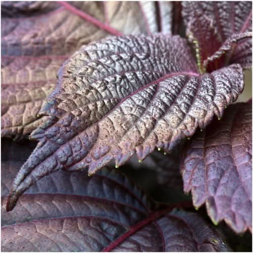 Red Shiso Seeds For Planting (Perilla frutescens)