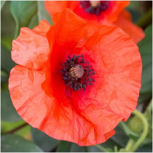 red poppy