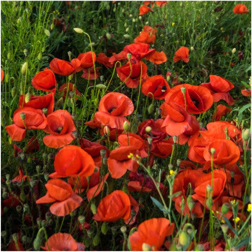Corn Poppy Seeds For Planting / Red Poppy (Papaver rhoeas)