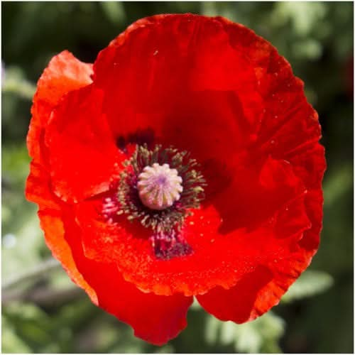 red poppy