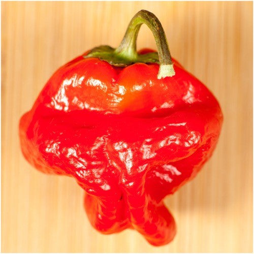 Red Jamaican Hot Pepper Seeds For Planting (Capsicum chinense)