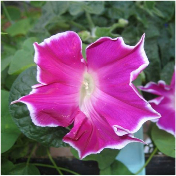 Red Picotee Morning Glory Seeds For Planting 
