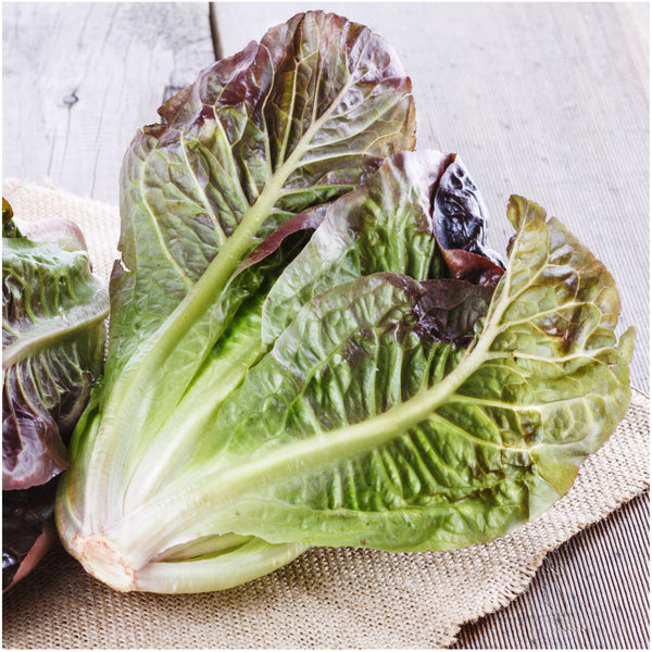 red romaine lettuce seeds for planting