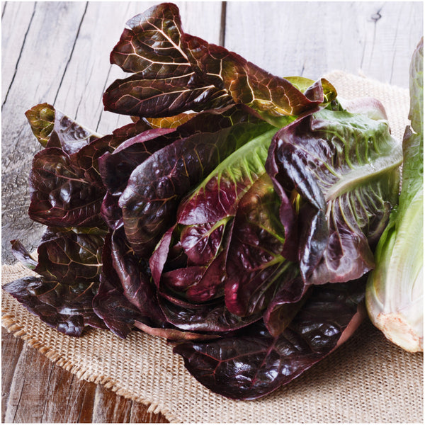 Red Romaine Lettuce Seeds For Planting (Lactuca sativa)