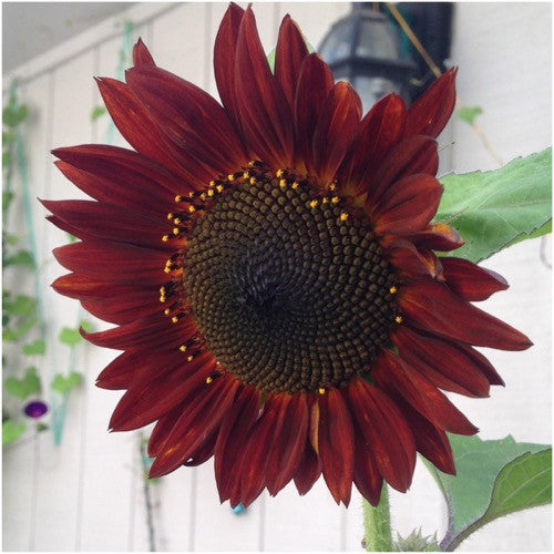 Red Sun Sunflower Seeds For Planting (Helianthus annuus)