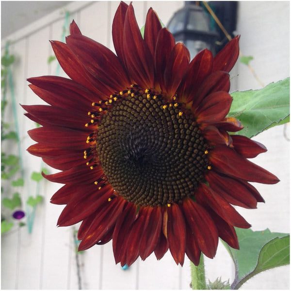Crazy Mixed Sunflower Seeds For Planting (Helianthus annuus) 15+ Varieties