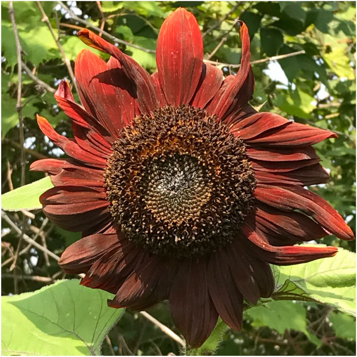 Red Sun Sunflower Seeds For Planting (Helianthus annuus) Seed Needs ...