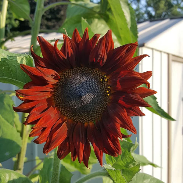 red sun sunflower seeds for planting