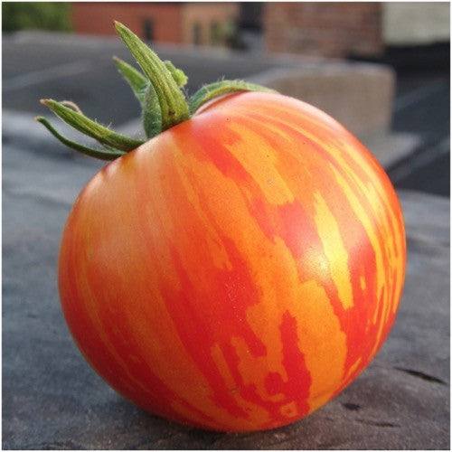 red zebra tomato