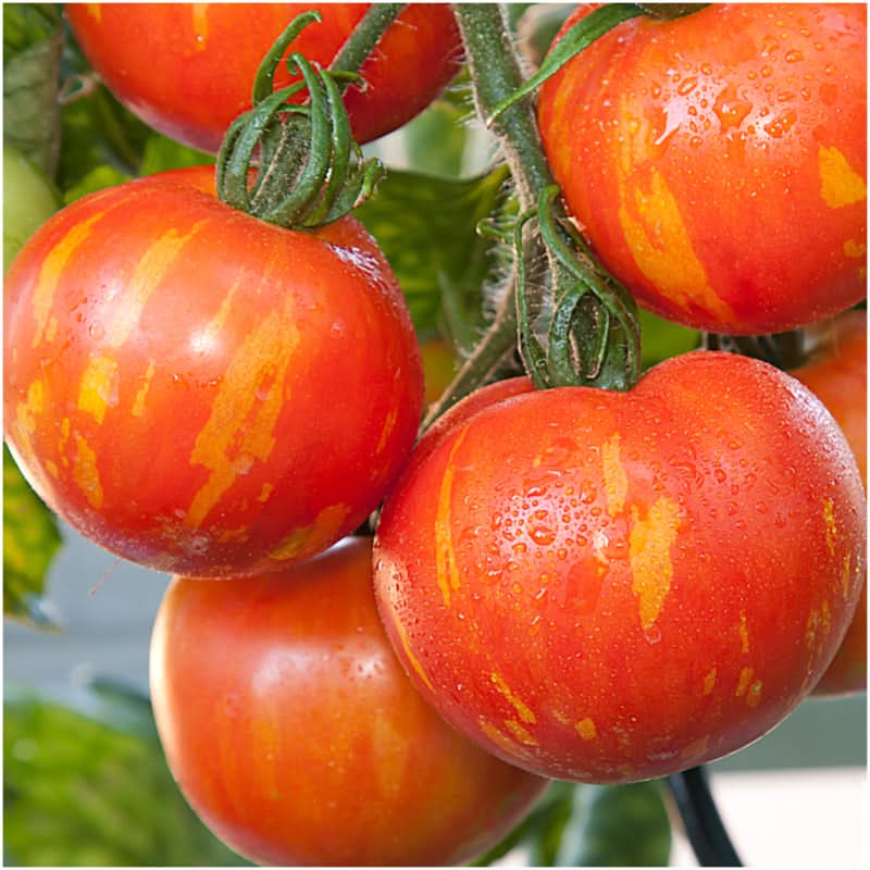 Red Zebra Tomato Seeds (Solanum lycopersicum) - Seed Needs