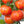 red zebra tomato