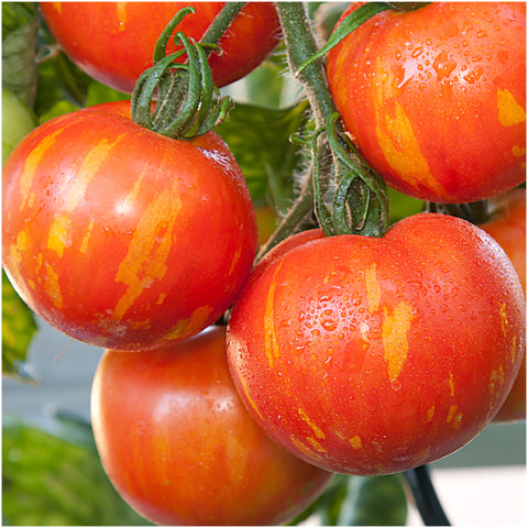 Red Zebra Tomato Seeds For Planting (Solanum lycopersicum)