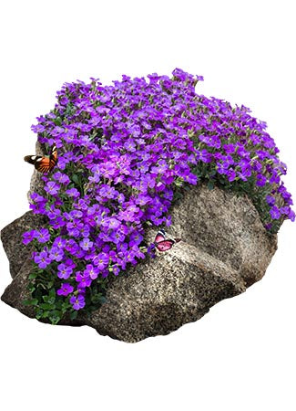 Purple Rockcress Groundcover Seeds For Planting (Aubrieta deltoidea)