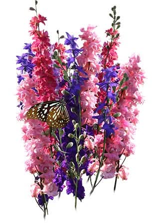 Rocket Larkspur Seeds For Planting (Delphinium consolida)