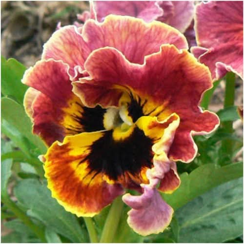 rococo pansy seeds for planting