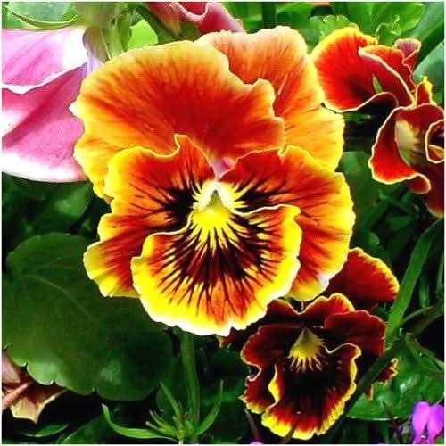 rococo pansy seeds for planting