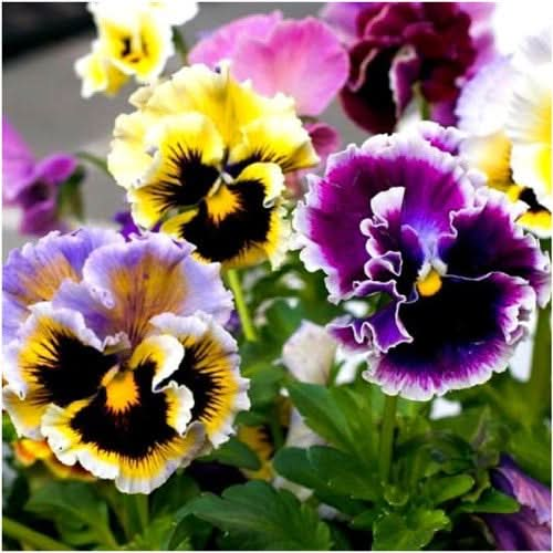 rococo pansy seeds for planting