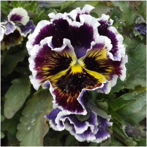 Rococo Pansy Seeds For Planting (Viola germania)