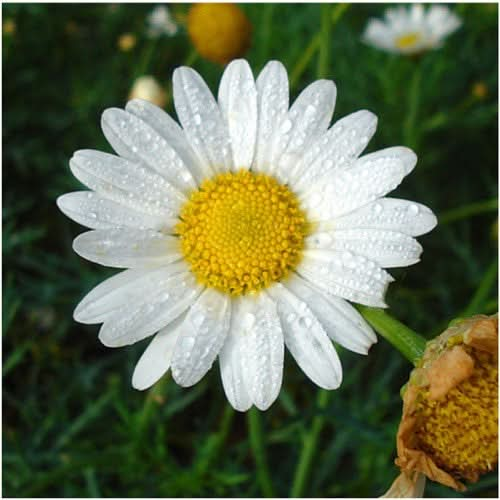 roman chamomile